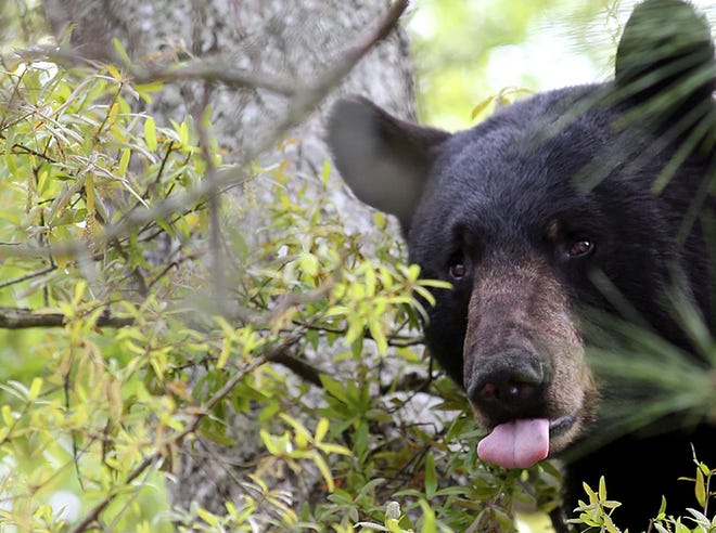 A black bear perches in a Panama City tree in May 2014. The Florida Fish and Wildlife Conservation Commission, which has published rules for the state’s first bear hunt in more than 20 years, is expected to give final approval next month.