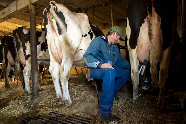 Owner of Wicmar Dairy Mark Wickenhauser milks one of the last cows of the morning March 11, 2015, in Cologne, Minn. Mark Wickenhauser started the transition of Wicmar Dairy into an organic farm in 2000 and became certified organic in 2005. Demand for organic dairy is increasing, and it can be difficult for farmers to keep up with demand. (Bridget Bennett/Minneapolis Star Tribune/TNS) 
 Mark Wickenhauser milks his cows as the sun rises March 11, 2015, in Cologne, Minn. Mark Wickenhauser started the transition of Wicmar Dairy into an organic farm in 2000 and became certified organic in 2005. Demand for organic dairy is increasing, and it can be difficult for farmers to keep up with demand. (Bridget Bennett/Minneapolis Star Tribune/TNS) 
 A cow waits to be milked March 11, 2015, in Cologne, Minn. Mark Wickenhauser started the transition of Wicmar Dairy into an organic farm in 2000 and became certified organic in 2005. Demand for organic dairy is increasing, and it can be difficult for farmers to keep up with demand. (Bridget Bennett/Minneapolis Star Tribune/TNS) 
 Mark Wickenhauser's barn at Wicmar Dairy that houses his dairy cows on the morning of March 11, 2015, in Cologne, Minn. Mark Wickenhauser started the transition of Wicmar Dairy into an organic farm in 2000 and became certified organic in 2005. Demand for organic dairy is increasing, and it can be difficult for farmers to keep up with demand. (Bridget Bennett/Minneapolis Star Tribune/TNS) 
 Owner of Wicmar Dairy Mark Wickenhauser gets a milking unit ready to milk a cow in the early morning March 11, 2015, in Cologne, Minn. Mark Wickenhauser started the transition of Wicmar Dairy into an organic farm in 2000 and became certified organic in 2005. Demand for organic dairy is increasing, and it can be difficult for farmers to keep up with demand. (Bridget Bennett/Minneapolis Star Tribune/TNS) 
 Owner of Wicmar Dairy Mark Wickenhauser goes through a sterilization process before milking the cows March 11, 2015, in Cologne, Minn. Mark Wickenhauser started the transition of Wicmar Dairy into an organic farm in 2000 and became certified organic in 2005. Demand for organic dairy is increasing, and it can be difficult for farmers to keep up with demand. (Bridget Bennett/Minneapolis Star Tribune/TNS) 
 Owner of Wicmar Dairy Mark Wickenhauser, right, milks a cow as he speaks with one of his hired hands Sawyer Sutherland, left, in the early morning March 11, 2015, in Cologne, Minn. Mark Wickenhauser started the transition of Wicmar Dairy into an organic farm in 2000 and became certified organic in 2005. (Bridget Bennett/Minneapolis Star Tribune/TNS)