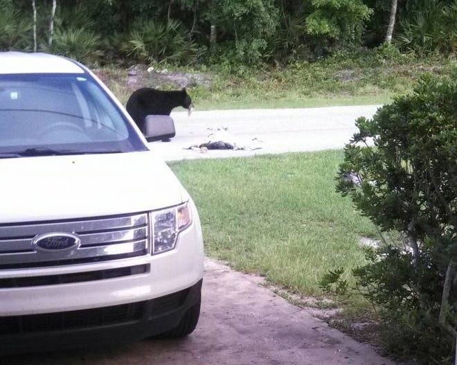 This photo shows a black bear going through a garbage bag in front of Jim Diefenthaler’s home in Tavares on Nov. 10.