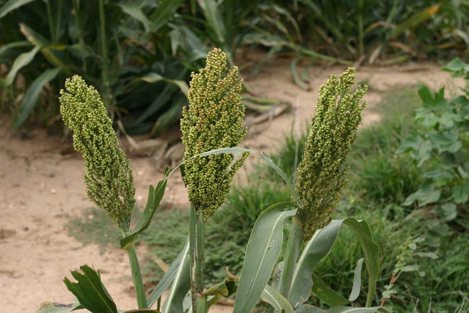 The U.S. Department of Agriculture predicts an increase in planted sorghum acreage this spring.