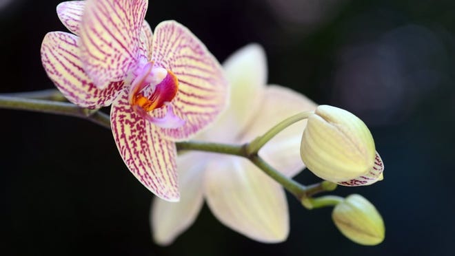 Several orchid societies are meeting this week. Contributed