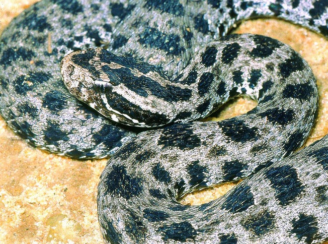 A pigmy rattlesnake.