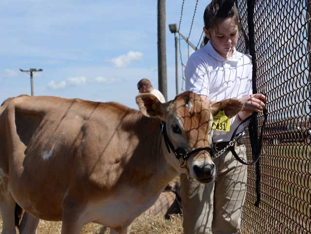 Kacie McCoy, 10, of Snow Hill, ties off her calf at the Down East Dairy Show on Saturday at the Pitt County Fairgrounds.