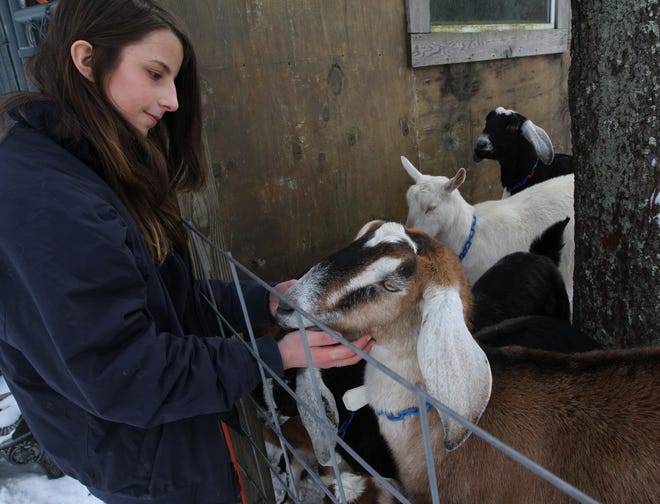 Rachyl Travis visits with the Nubian goats at her family's farm in Scituate. With help from her family, the 12-year-old makes Rachyl's Goat Milk Soap, which is sold online and at farmers' markets.

The Providence Journal/Kathy Borchers