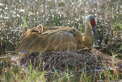 A typical Florida sandhill crane nest is built in a wet or marshy area with two eggs laid in it. The chicks normally take about 10 months to mature enough before they leave the nest. These are not the ones affecting a road construction project in Jacksonville.
