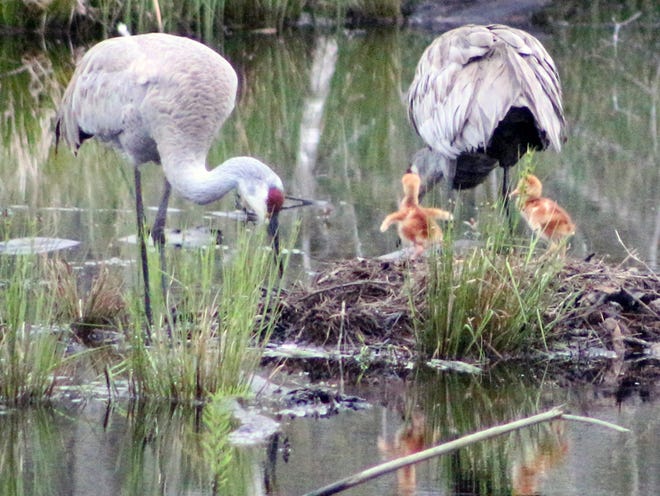 A closer look at the two Floprida Sandhill Cranes and their chicks in a marshy nest off Normandy Boulevard. The discovery of the endangered bird nest put a temporary hold on part of the nearby First Coast Expressway development.