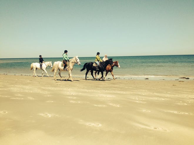 Horses on Crane Beach in Ipswich
