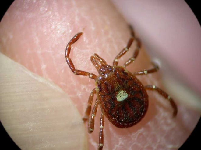 The lone star tick, a common species in Georgia that frequently feeds on humans, is not known to carry Lyme disease, according to the Centers for Disease Control.