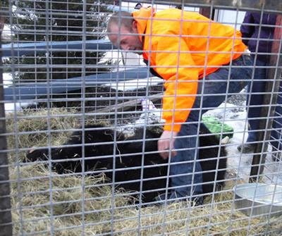 Little Ricki, a black bear that's lived at Jim Mack's Ice Cream in Hellam Twp. for 16 years, was sedated to be loaded into this travel cage on Monday, Feb. 9, 2015. She is being taken to a wildlife sanctuary in Colorado, after her owner agreed to relinquish custody of her.