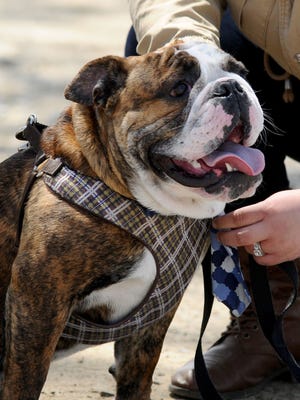 Milo the bulldog hangs out during Bullyfest at Allen's Kennel in Moorestown on Sunday.