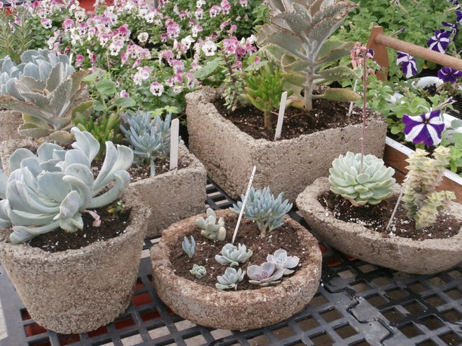 Learn how to make a hypertufa planter at the Hudson Highlands Nature Museum. Photo provided