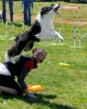 Alisa Vargas of the Jersey Disc Devils, throws her border collie Brandy a disc during last year's Raining Cats and Dogs event.