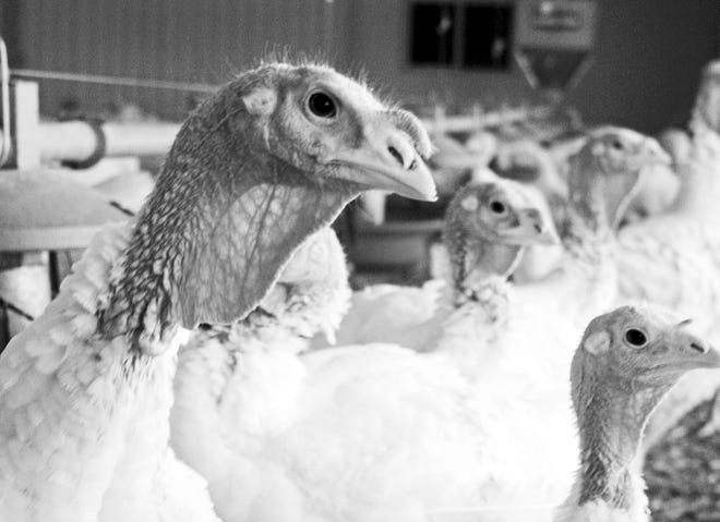Bethany Hahn/Associated Press A flock of turkeys is shown at a Minnesota poultry farm.