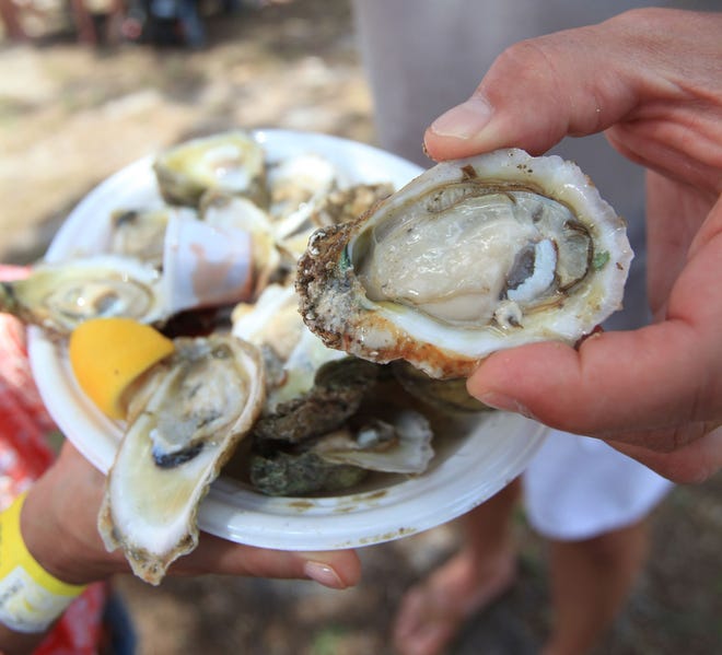 News-Journal file photo
Shucked oyster shells from the Sixth Annual Halifax Oyster & Music Festival will be assembled into mats to rebuild deteriorating oyster beds. The festival will be Saturday April 25 and Sunday April 26 on Manatee Island in downtown Daytona Beach.