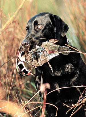 Pheasant hunting is a much-awaited season in Michigan. Metro photo