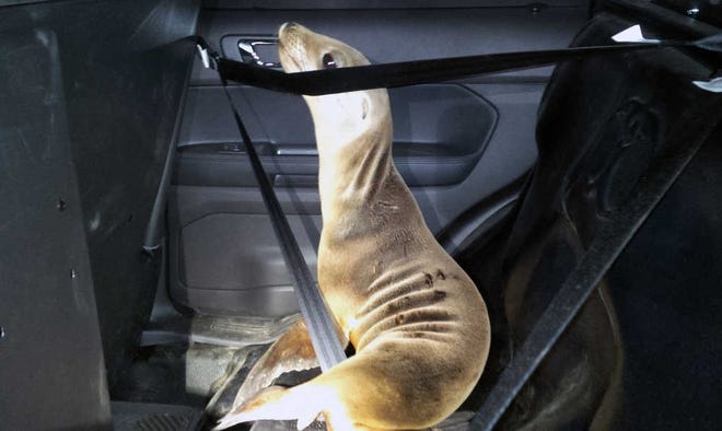 Mendocino County Sheriff/APA stranded sea lion pup sits in the back of a Mendocino County Sheriff's patrol car.