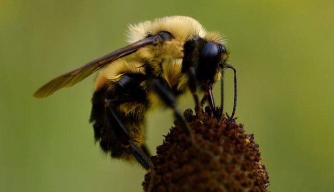 In this Aug. 2, 2003, photo, a bumblebee sits atop a gray-headed coneflower in Dauphin, Pa. A common pesticide is dramatically harming wild bees, according to a new in-the-field study that outside experts say may shift the way the U.S. government looks at a controversial class of chemicals. AP FILE PHOTO