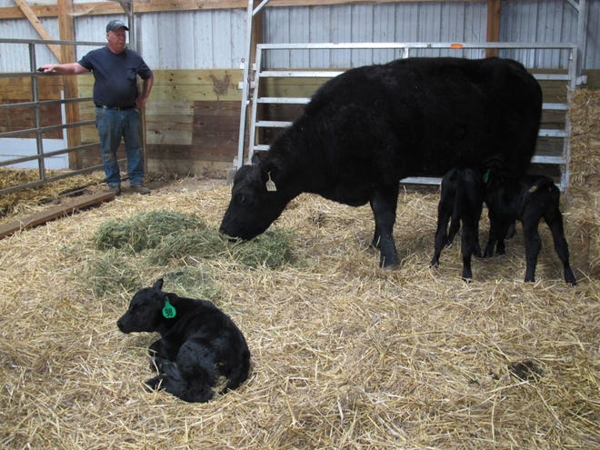 Kevin Wilham checks on his Angus-cross cow that recently gave birth to three bull calves — Alvin, Simon and Theodore. This is the first time a cow in Wilham’s herd has produced triplets. The cow is raising one of the calves and the other two are being bottle fed by family members.