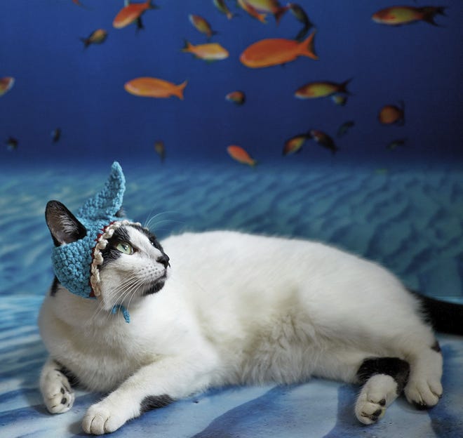 This photo provided by Running Press and Quarto, Inc. shows Shark Attack from the book, andquot;Cats in Hats,andquot; published by Running Press. The book released on March 24, 2015. (Phil Wilkins/Running Press/Quarto, Inc. via AP)