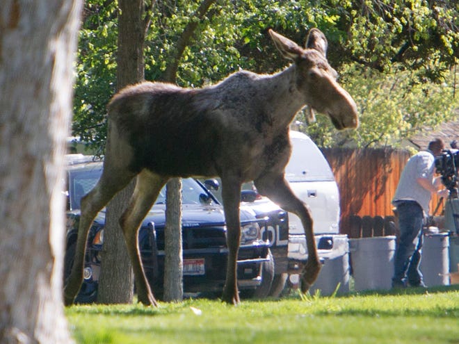 A moose runs around Boise's North End on Thursday, April 23, 2015. State wildlife officials have captured the young female moose that returned to Boise after it was captured last year while making its first debut in the big city. Authorities tranquilized and captured the 400-pound moose. (Katherine Jones/The Idaho Statesman via AP) LOCAL TELEVISION OUT (KTVB 7); MANDATORY CREDIT