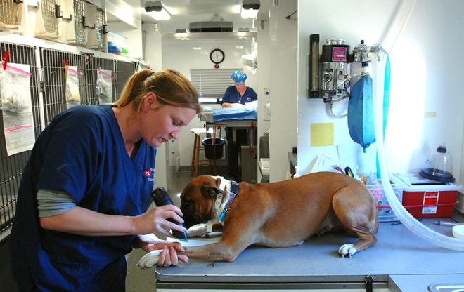 St. Augustine Humane Society offers free spay and neuter for qualified St. Johns County residents.