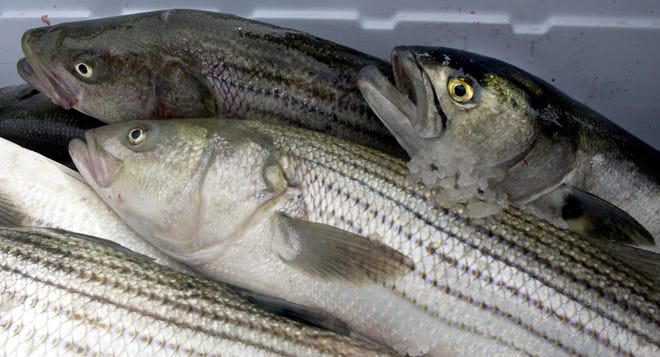 From June 20 through the end of the commercial season, commercial striped bass fishermen fishing recreationally on a closed commercial fishing day must remove the entire right pectoral fin from any striped bass 34 inches or greater that they retain. Cape Cod Times file photo
