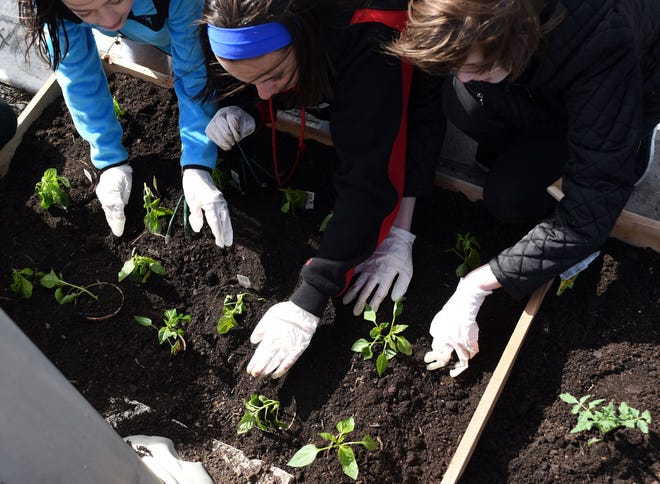 Students from DeMasi Elementary and Middle schools were recruited to help plant a garden at Estia Taverna and were rewarded with a Greek-style lunch.