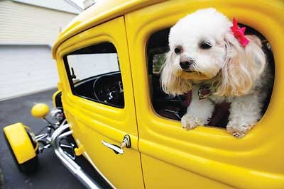 Photo by Tracy Klimek/New Jersey Herald The Herald’s #1 Pet Contest winner, a 6 1/2-year-old Maltipoo named Julie Bell, sits in owners Jack and Kathleen Bell’s 1932 Ford Deuce Coupe.