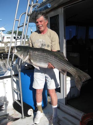 The striped bass bill changes the state's minimum size and catch limits from the current two fish at a minimum size of 28 inches to one fish between 28 and 43 inches and a second fish no smaller than 43 inches. Jack Taylor holds a 45-pound striped bass he caught in 2011 just south of the Manasquan Inlet.