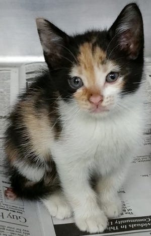 Domestic short hair, calico, female, about 6 weeks old