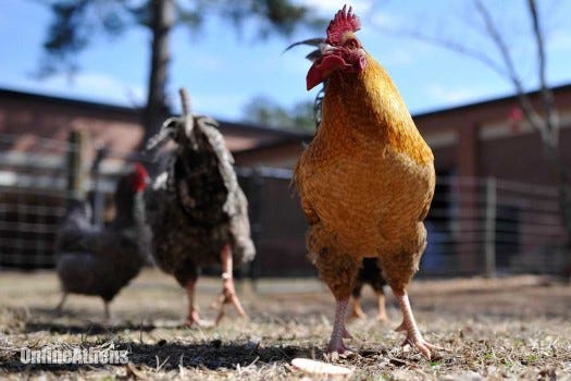 Chickens roams inside a fenced in area at Clarke Middle School on Friday, March 6, 2015. (AJ Reynolds/Staff, @ajreynoldsphoto)