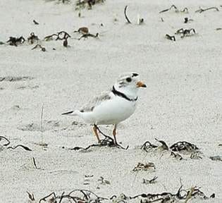 In this file photo, an adult plover hops along the beach in Kennebunk. 

File photo