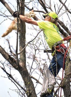 Shayne Hicks of Dakota's Tree Service in New Philadelphia pulls a cat, trapped since Saturday in a tree about 50 feet high, to safety Monday at a home on 10th Street NW in New Philadelphia.