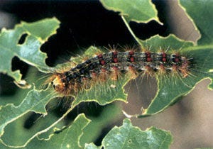 The gypsy moth populations are cyclical, and the increase in damages this year could be a sign of growing populations after four years of decline.