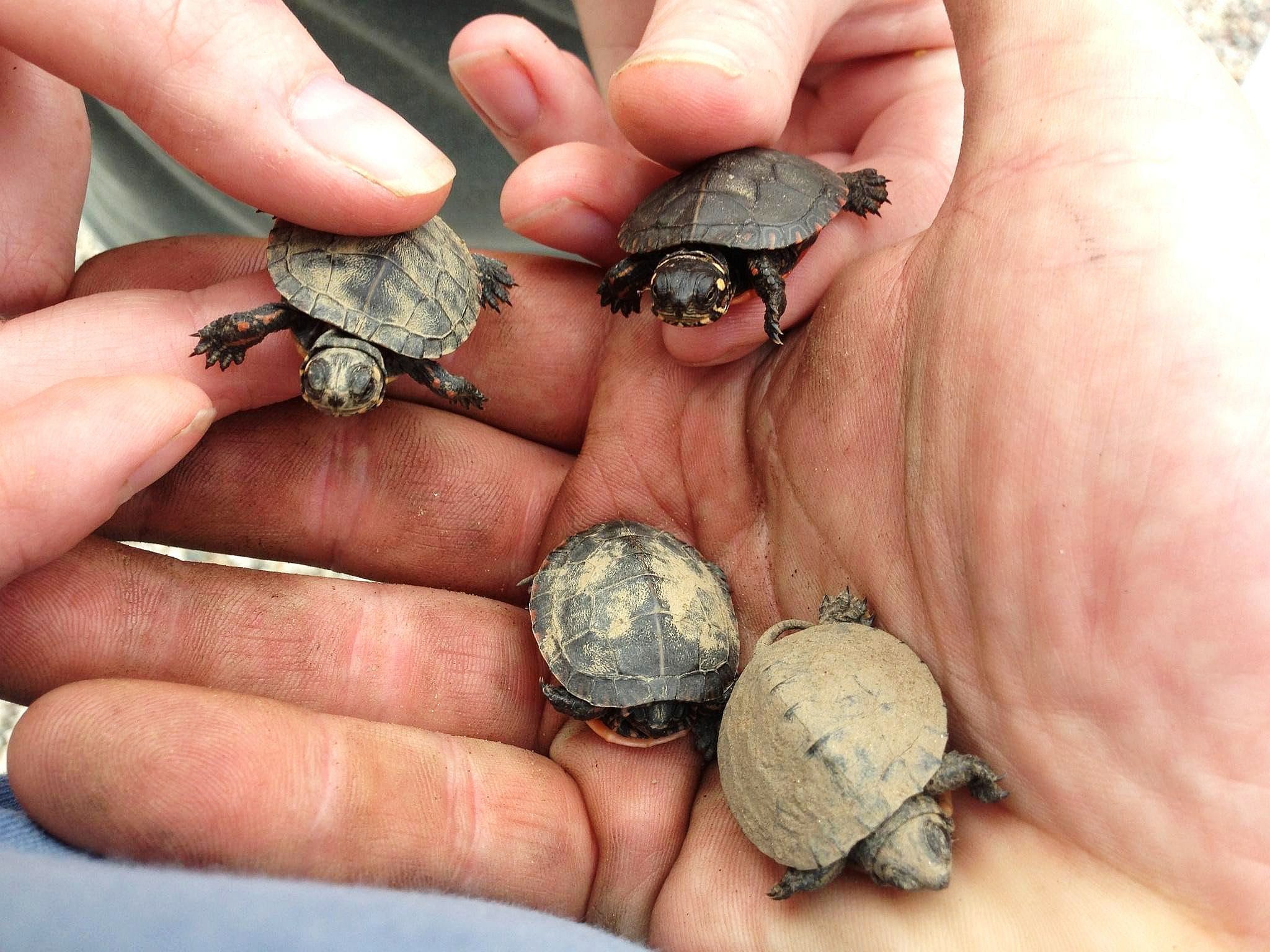 As baby turtles emerge, some tips to keep them safe