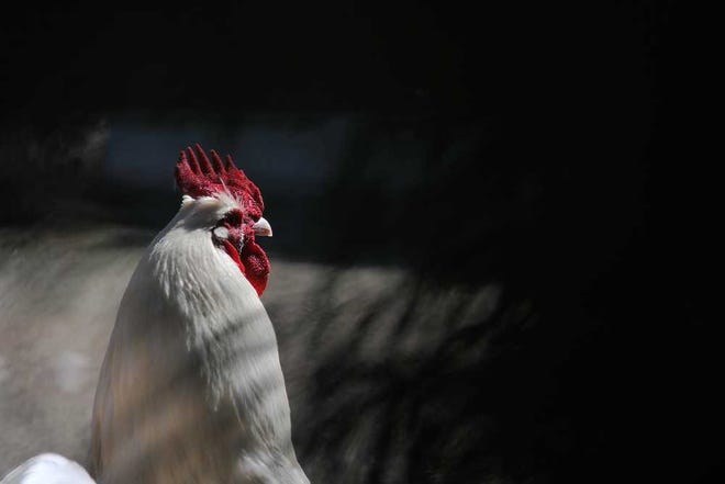 A chicken named Mitten roams around a fenced in area at Clarke Middle School on Friday, March 6, 2015. (AJ Reynolds/Staff, @ajreynoldsphoto)