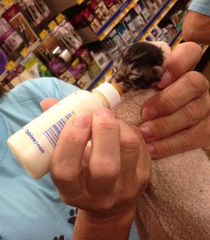 PCB Paws & Claws volunteer Julie King feeds a 1-week-old kitten using a special kitten mix formula in a bottle.