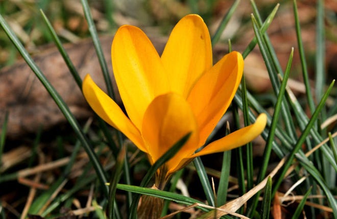 FILE PHOTO - One of the first flowers of spring, the Crocus, is just starting to open on a lawn in Medford, NJ.