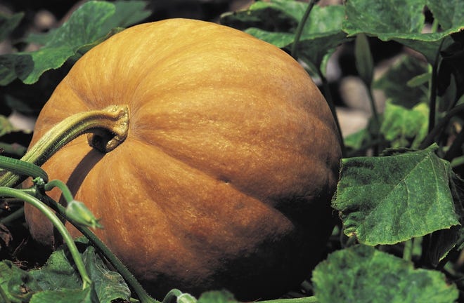 Learn how to plant and care for a pumpkin patch at the Children's Museum on NH. Jupiterimgaes photo