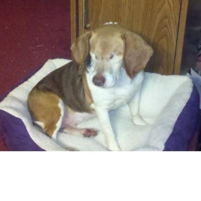 Shown is Libby, a 13-year-old blind and deaf beagle, that was brutally killed outside a home in Kings Mountain last week.
