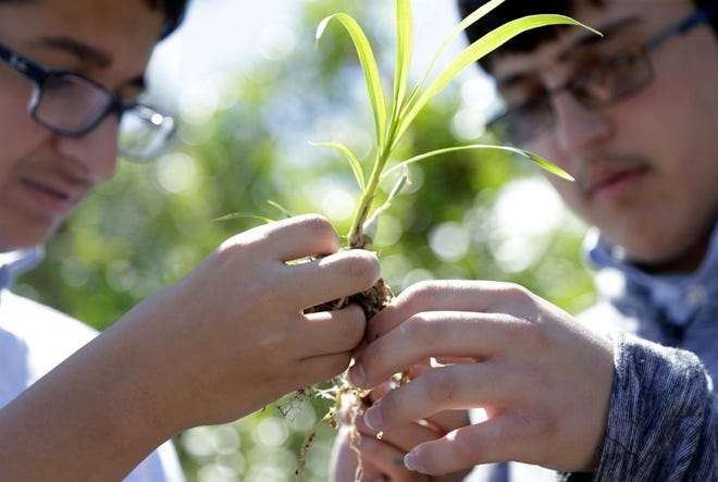 Students Brandon Beltre, left, and Jose Carlos Lusbel, right, prepare a cowhorn orchid for planing at the Jose Marti MAST 6-12 Academy on Friday in Hialeah.