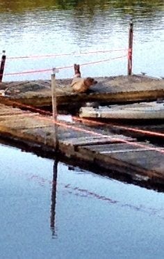 Michael Castagner of Willingboro, snapped this photograph from his backyard of a seal resting on a dock along the Rancocas Creek Saturday morning.