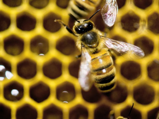 The federal government hopes to reverse America's declining honeybee and monarch butterfly populations by making more federal land bee-friendly, spending more money on research and considering the use of less pesticides.
