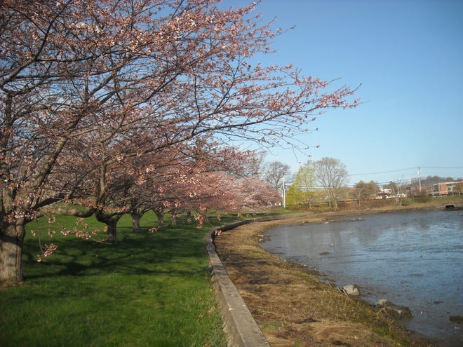 Courtesy photo

Cherry trees in bloom



The cherry trees surrounding South Mill Pond and City Hall in Portsmouth are in bloom — as are trees elsewhere in the city. The cherry trees were planted to create the Portsmouth Peace Treaty Living Memorial. Additional trees are being planted throughout the state this month in other treaty-related sites, to commemorate the 110th anniversary of the Portsmouth peace treaty that ended the Russo-Japanese War, treaty history and New Hampshire citizen diplomacy. The large cherry trees blooming at City Hall were planted in 1985, thanks to a gift from Nichinan, Japan — Portsmouth's sister city and the hometown of Baron Jutaro Komura, the lead Japanese diplomat at the 1905 peace conference. Portsmouth Peace Treaty Living Memorial trees are located in Portsmouth surrounding the South Mill Pond at City Hall and in front of the Portsmouth Middle School, at Wentworth By the Sea Hotel in New Castle, the Portsmouth Naval Shipyard and in the Community Garden at Strawbery Banke Museum. For information about the Portsmouth Peace Treaty and the cherry trees, visit www.portsmouthpeacetreaty.org.
