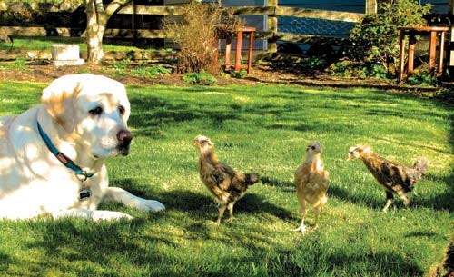 AP File photo/Dean Fosdick — A family dog pulls guard duty for some free-ranging chicks on a yard near Langley, Wash. Dogs and cats are grazers. The lawn organically managed, means it’s safe for animals.