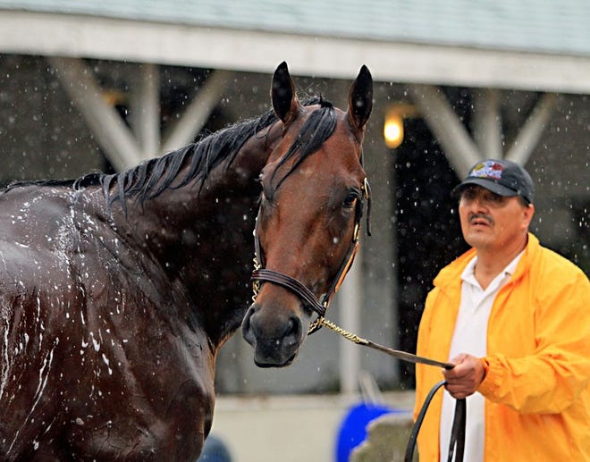 Kentucky Derby and Preakness winner  American Pharoah is held by Raul Ramirez as he is bathed outside Barn 33 at Churchill Downs in Louisville, Ky., on Monday.