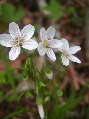 Survey officials are hoping more people may report sightings of spring beauty, a wildflower native to New England, in Rhode Island. 

Courtesy of URI