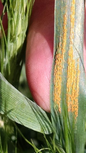 Stripe rust is visible on wheat in a field south of Gypsum a couple of weeks ago.