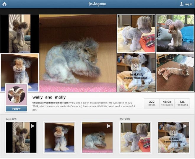 Wally, an English Angora bunny, has taken the online world by storm.
