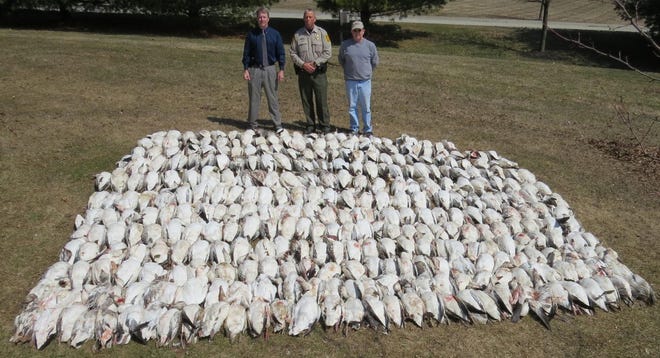 Bruce Metz, Southeast Region Director, Chuck Lincoln, Southeast Law Enforcement Supervisor and Deputy Wildlife Conservation Officer Ed Shutter look over the snow geese that were illegally taken. (Photo provided)